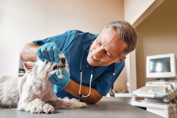 Best Urgent Dental Care in Park View, IA